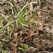 ヒメ日記 2026/04/01 13:41 投稿 さやか 人妻花かんざし