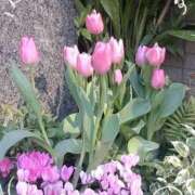 ヒメ日記 2026/04/13 08:44 投稿 さやか 人妻花かんざし