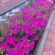 ヒメ日記 2026/04/19 13:54 投稿 さやか 人妻花かんざし