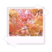 ヒメ日記 2025/11/30 13:37 投稿 ひより 奴隷コレクション