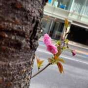 ヒメ日記 2025/04/01 22:06 投稿 山崎みか 月の真珠-五反田-