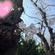 ヒメ日記 2026/04/01 16:50 投稿 山崎みか 月の真珠-五反田-