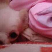 ヒメ日記 2025/03/09 13:15 投稿 みい 所沢東村山ちゃんこ