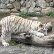 ヒメ日記 2025/06/30 07:40 投稿 みい 所沢東村山ちゃんこ