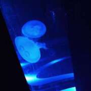 ヒメ日記 2025/07/05 00:43 投稿 みい 所沢東村山ちゃんこ