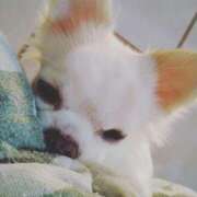 ヒメ日記 2025/08/26 23:12 投稿 みい 所沢東村山ちゃんこ