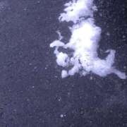 ヒメ日記 2026/01/03 09:56 投稿 みい 所沢東村山ちゃんこ