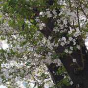 ヒメ日記 2026/04/01 08:20 投稿 みい 所沢東村山ちゃんこ