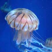 ヒメ日記 2026/04/17 01:56 投稿 みい 所沢東村山ちゃんこ