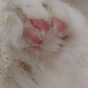 みい おやすみぃ 所沢東村山ちゃんこ