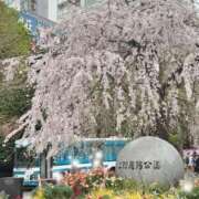 ヒメ日記 2025/03/19 12:39 投稿 みよこ 小山人妻隊