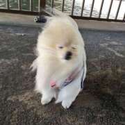 ヒメ日記 2026/03/30 19:38 投稿 あみ ファーストレディ(博多)