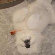 ヒメ日記 2025/04/08 22:05 投稿 かおり 中洲秘密倶楽部