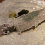 ヒメ日記 2025/07/31 20:17 投稿 かおり 中洲秘密倶楽部