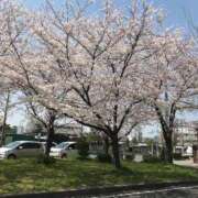 ヒメ日記 2025/04/04 11:44 投稿 遠矢 ゆき クラブダンディー