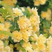あかね 4月ありがとうございました 出会い系人妻ネットワーク 上野〜大塚編