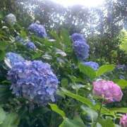 ヒメ日記 2025/07/12 11:39 投稿 つむぎ 五反田人妻ヒットパレード（シンデレラグループ）