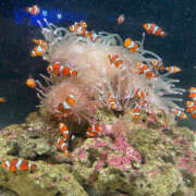 ヒメ日記 2024/12/21 07:47 投稿 まゆ クラブハート