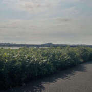 ヒメ日記 2025/06/04 06:58 投稿 まゆ クラブハート