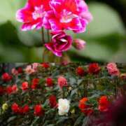 ヒメ日記 2025/02/23 09:48 投稿 なな 川崎・東横人妻城