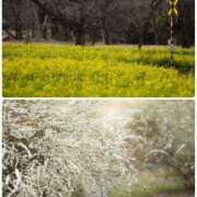 ヒメ日記 2025/03/29 20:03 投稿 なな 川崎・東横人妻城