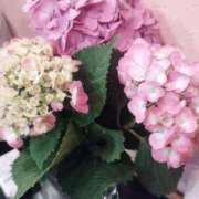 ヒメ日記 2025/06/17 08:44 投稿 ゆかこ 即アポ奥さん ～津・松阪店～