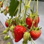 にいな オールシーズン 人妻の雫 倉敷店