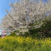 ヒメ日記 2025/04/13 20:36 投稿 みよ 人妻の雫 倉敷店