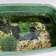 ヒメ日記 2025/04/17 13:06 投稿 みよ 人妻の雫 倉敷店