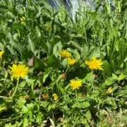 ヒメ日記 2025/04/24 16:36 投稿 みよ 人妻の雫 倉敷店