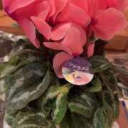 ヒメ日記 2024/12/19 21:22 投稿 ななみ 熟女の風俗アウトレット大垣安八羽島店