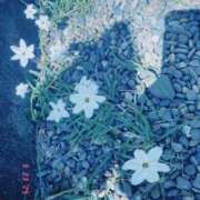 ヒメ日記 2025/03/23 13:02 投稿 さつき Fの法則