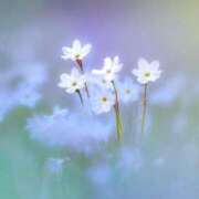 ヒメ日記 2025/08/08 22:48 投稿 さつき Fの法則