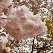 ヒメ日記 2026/04/03 20:41 投稿 さつき Fの法則