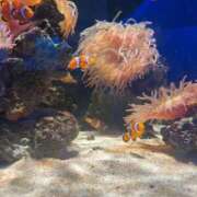 ヒメ日記 2025/09/27 15:51 投稿 かすみ プレミアム(福原)