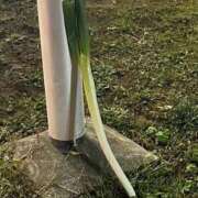 ヒメ日記 2026/01/10 06:49 投稿 かすみ プレミアム(福原)