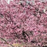 ヒメ日記 2025/03/28 11:21 投稿 りな 諭吉専科