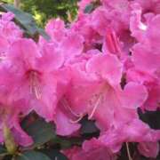 高村 出勤しました(*^^*) ミセスの手ほどき