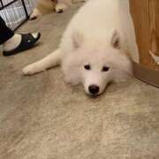 ヒメ日記 2025/10/09 17:03 投稿 八咲(やえ)♥スレンダー美女！ 美魔女コレクション