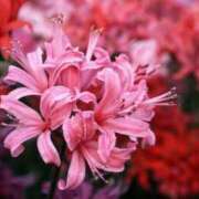 ヒメ日記 2025/05/12 00:34 投稿 あこ 熟女の風俗最終章 仙台店