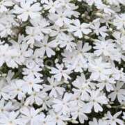 ヒメ日記 2025/07/28 19:43 投稿 あこ 熟女の風俗最終章 仙台店