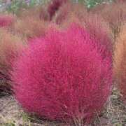 ヒメ日記 2025/11/10 20:30 投稿 りえ モアグループ川越人妻花壇