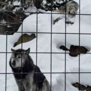 ヒメ日記 2024/12/29 18:00 投稿 きりえ 世界のあんぷり亭 新宿総本店