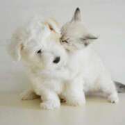 ヒメ日記 2025/02/24 10:18 投稿 八木香苗 ローテンブルク