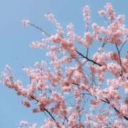 ヒメ日記 2025/03/29 10:16 投稿 八木香苗 ローテンブルク