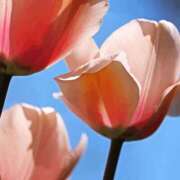 ヒメ日記 2025/04/01 11:21 投稿 八木香苗 ローテンブルク