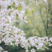 ヒメ日記 2025/04/11 12:27 投稿 八木香苗 ローテンブルク