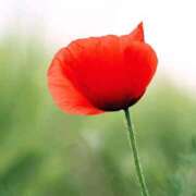 ヒメ日記 2025/04/18 14:55 投稿 八木香苗 ローテンブルク