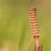 ヒメ日記 2025/04/22 13:44 投稿 八木香苗 ローテンブルク