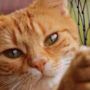 ヒメ日記 2025/05/01 09:07 投稿 八木香苗 ローテンブルク